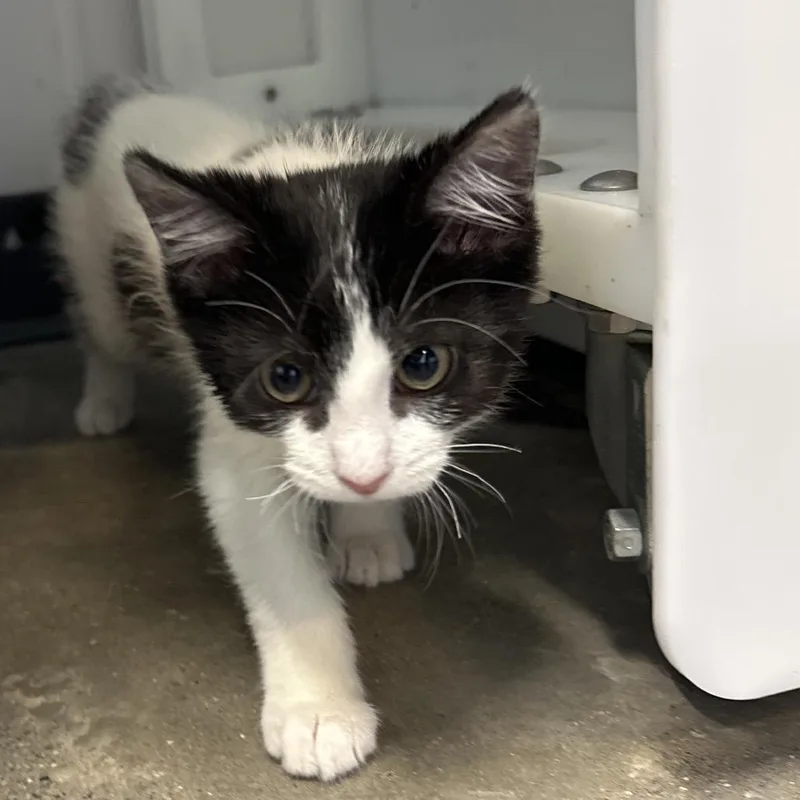A baby small-sized female Black Domestic Short Hair cat named Kona for adoption in Fort Wayne, IN