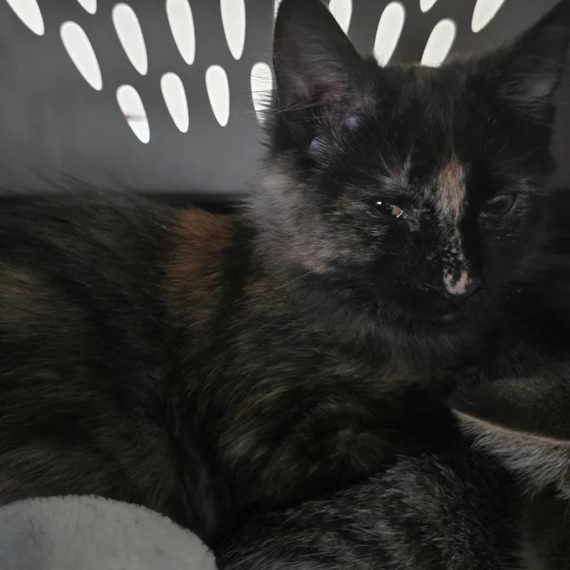 Tortie
