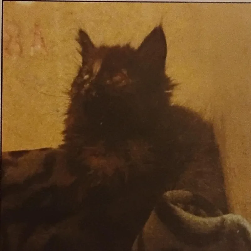 Tortie thumbnail 2