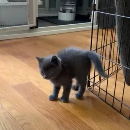 A baby small-sized female Domestic Short Hair cat named GrayV for adoption in Charlottesville, VA