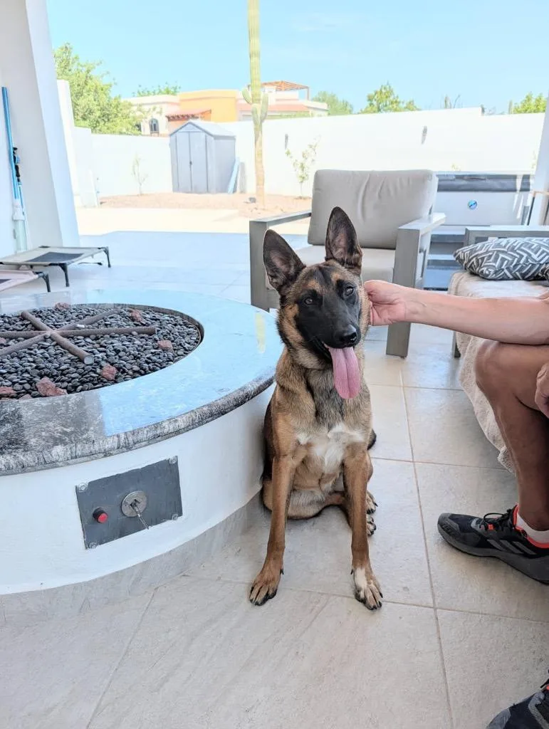 A young medium-sized female Belgian Shepherd / Malinois dog named Tasha for adoption in Heber City, UT