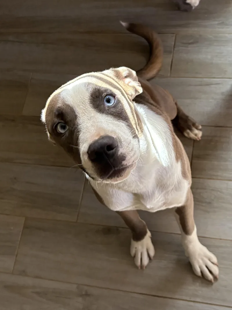 A young medium-sized female Pit Bull Terrier dog named Sadie for adoption in Reedley, CA