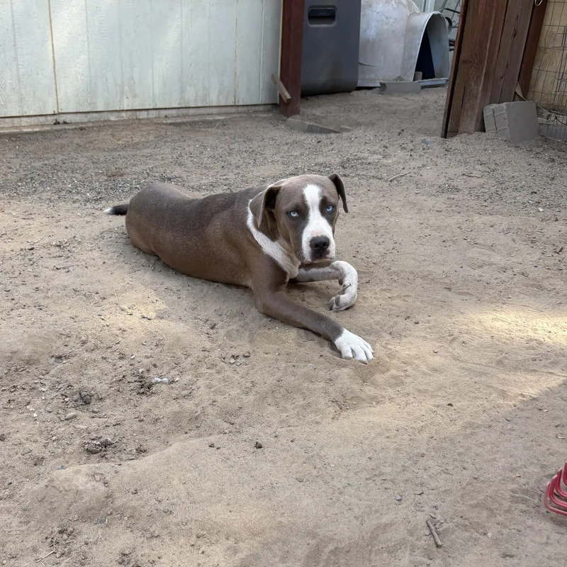 Sadie thumbnail 4