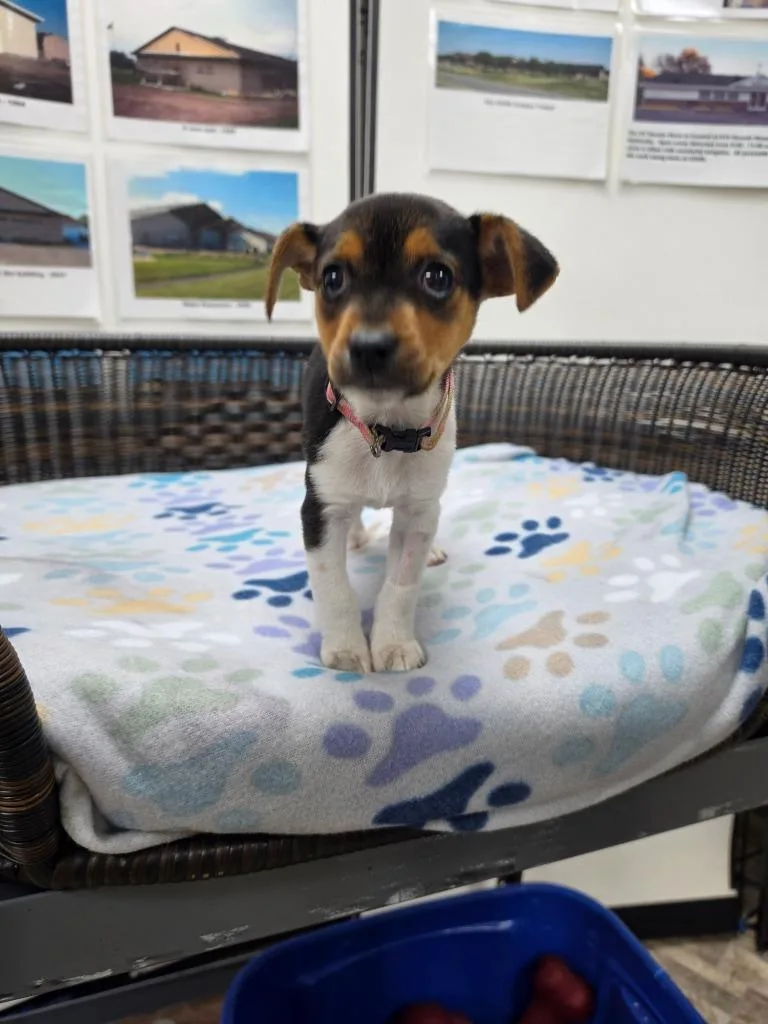 A baby small-sized female Beagle dog named Chelsea for adoption in Neillsville, WI