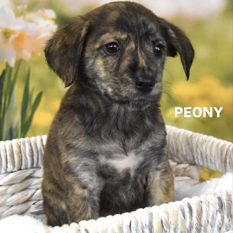 A baby medium-sized female Black Mixed Breed dog named Peony for adoption in Tempe, AZ