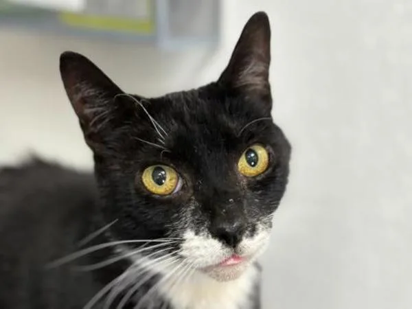 A senior medium-sized male Domestic Short Hair cat named Stowaway for adoption in Portland, OR