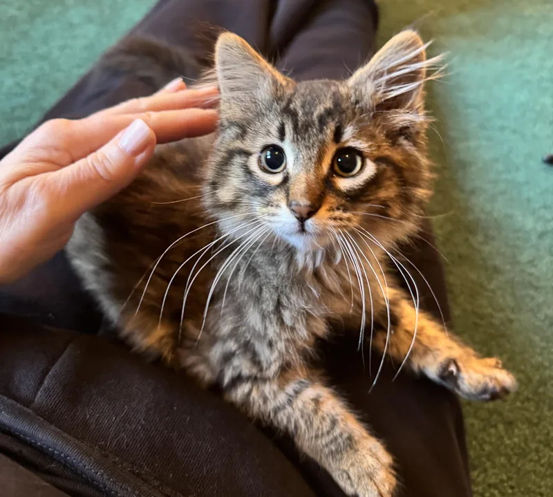 A baby large-sized male Maine Coon cat named Frankie for adoption in Woodinville, WA