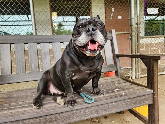 An adult large-sized female American Bulldog dog named Bertha for adoption in Springfield, MA