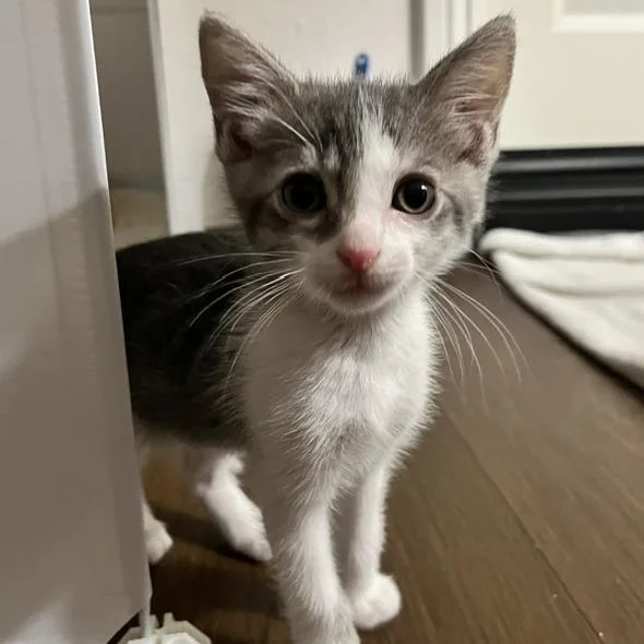 A baby small-sized male Gray / Blue / Silver Domestic Short Hair cat named Raisin for adoption in Ventura, CA