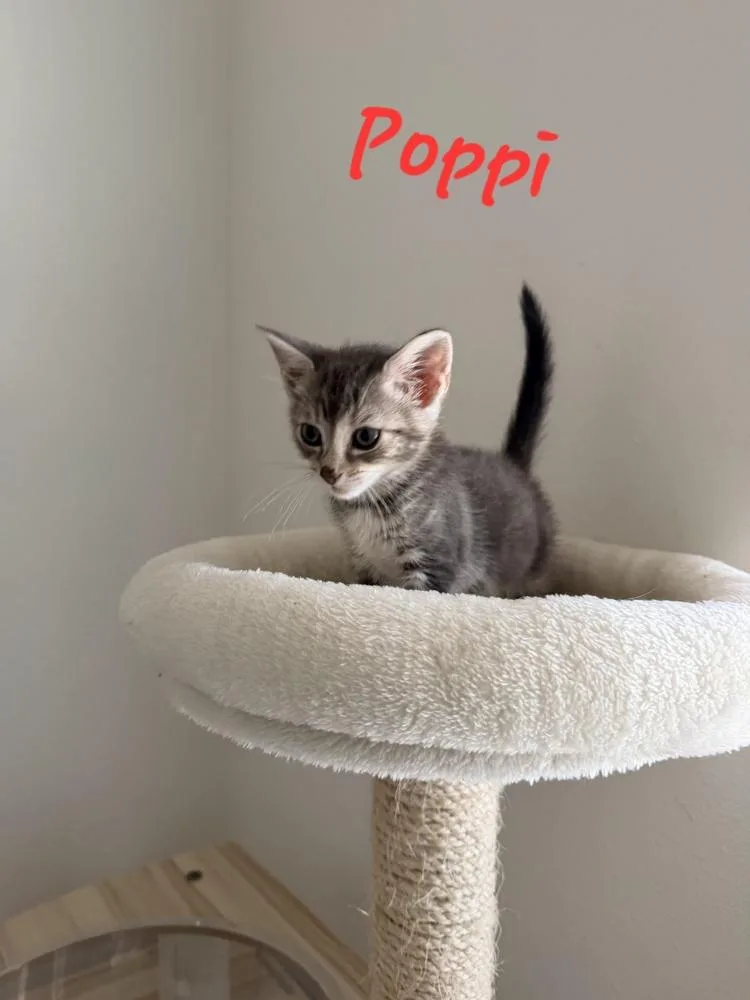 A baby small-sized female Domestic Short Hair cat named Poppi for adoption in Lafayette, CO