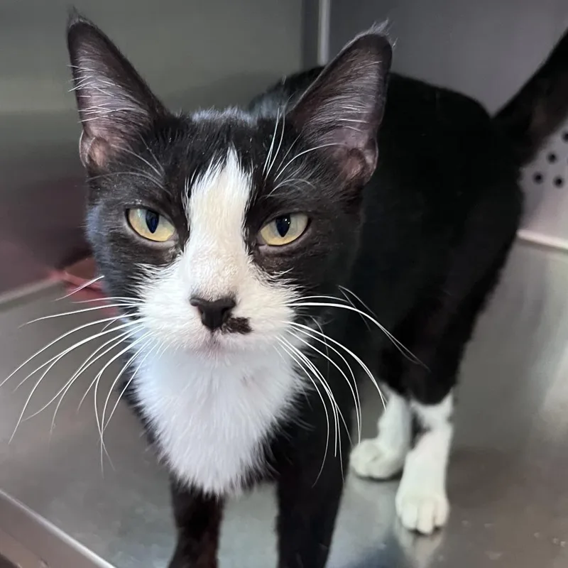 A young medium-sized female Black Domestic Short Hair cat named Pixel for adoption in Washburn, MO