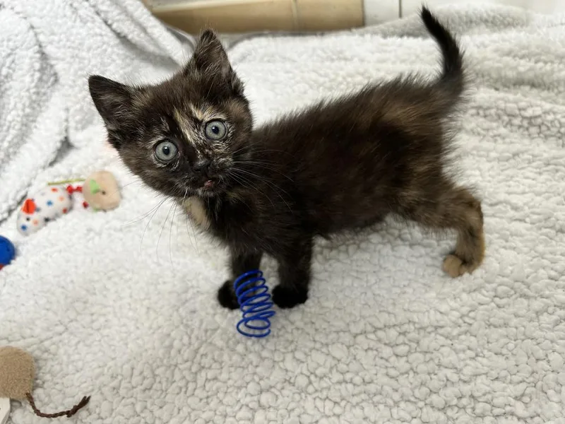 A baby medium-sized female Domestic Short Hair cat named Stormi for adoption in Salinas, CA