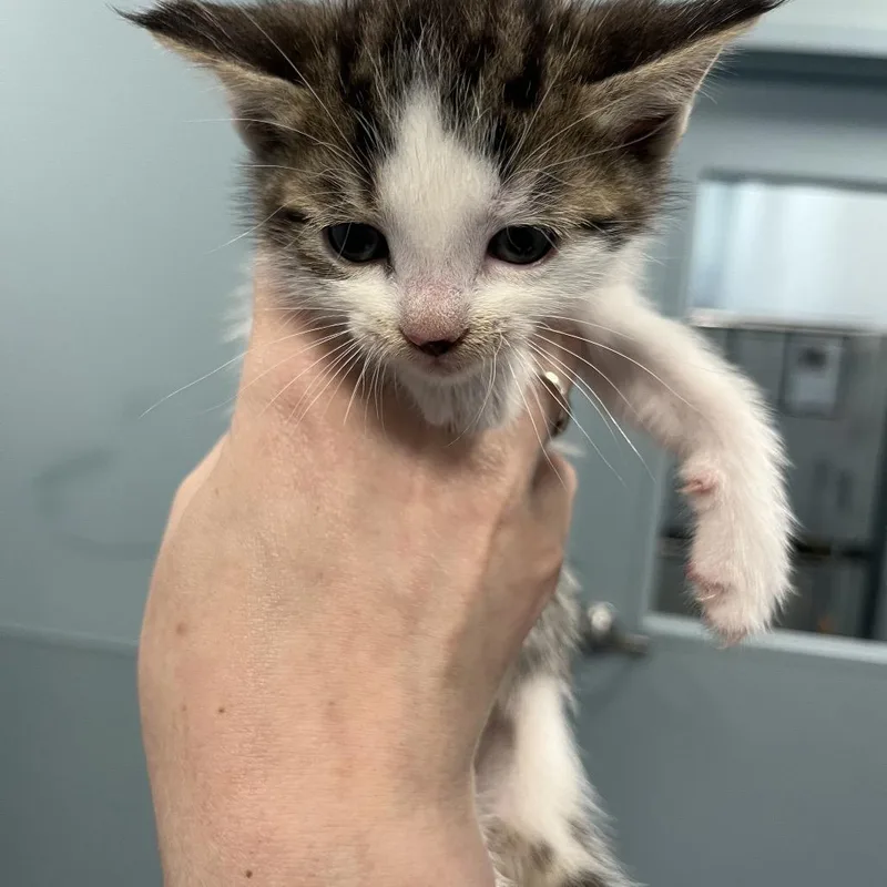 A baby small-sized male Gray / Blue / Silver Domestic Short Hair cat named Sourdough for adoption in Greensboro, NC