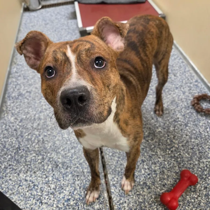 An adult medium-sized male Brindle Mixed Breed dog named Wick for adoption in Binghamton, NY