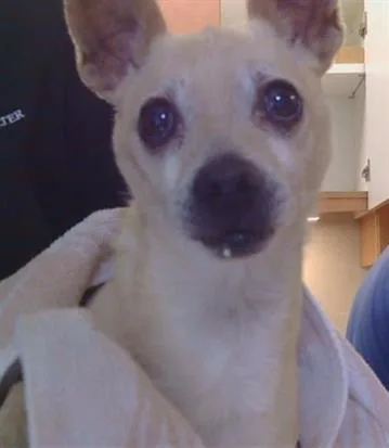 An adult small-sized male Chihuahua dog named A for adoption in Sacramento, CA