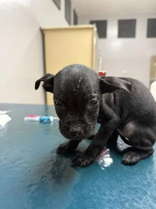 A baby small-sized female Pit Bull Terrier dog named Abby for adoption in Pequot Lakes, MN