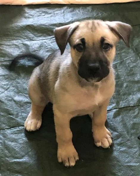 A baby small-sized female German Shepherd Dog dog named Luna for adoption in Ontario, CA