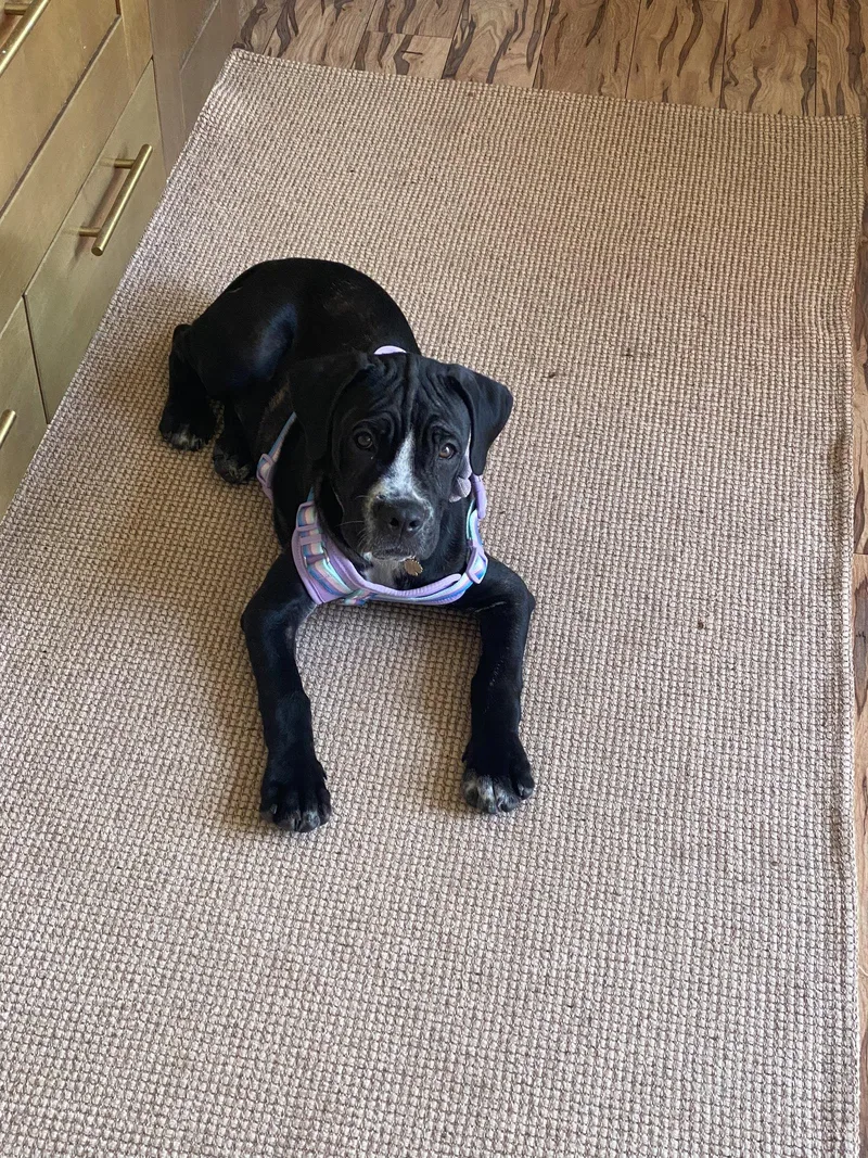 A baby extra large-sized female Mastiff dog named Winnie for adoption in Glendale, AZ
