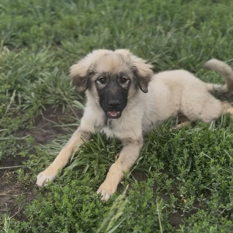 A baby small-sized female Anatolian Shepherd dog named Aspen for adoption in Independence, KS