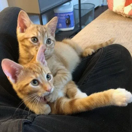 A baby medium-sized male Orange & White Tabby cat named Archie for adoption in Garland, TX