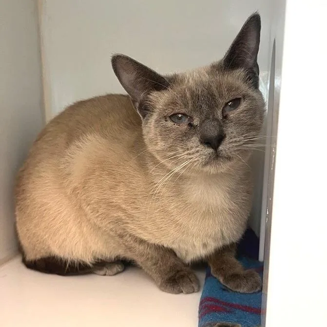A young medium-sized female Domestic Short Hair cat named Vyolette for adoption in Los Angeles, CA
