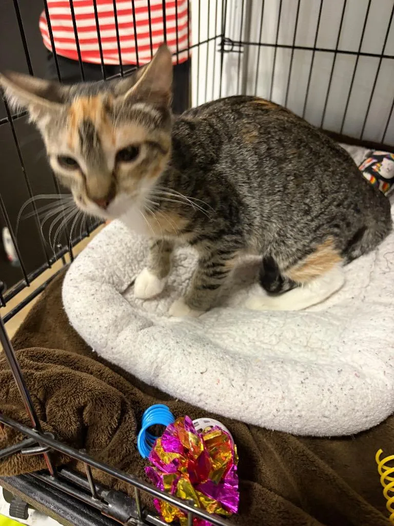 A baby medium-sized female Domestic Short Hair cat named Victorbia for adoption in Lancaster, PA