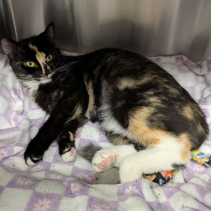 Patience thumbnail 2