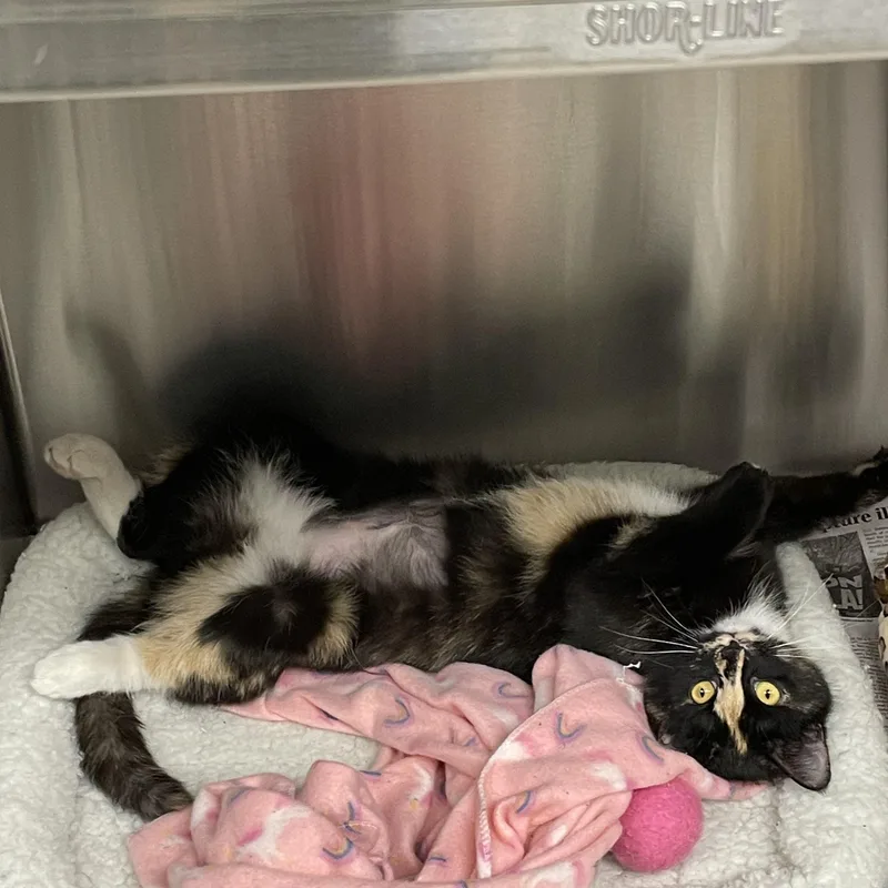 Patience thumbnail 4