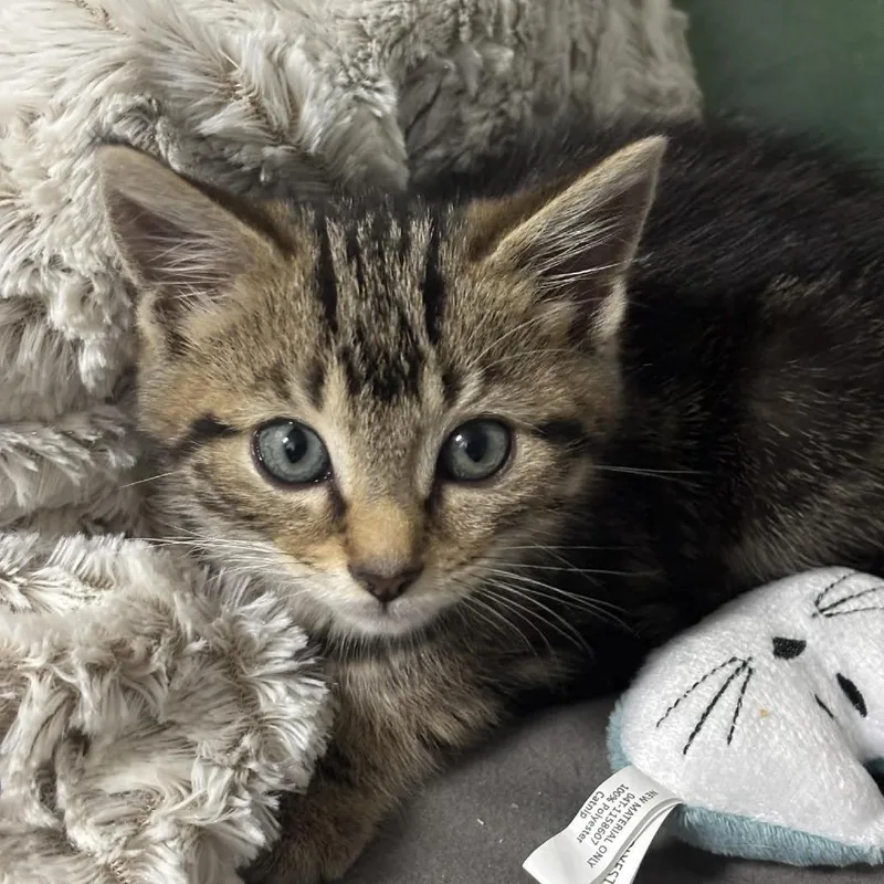 A baby small-sized male Brown / Chocolate Domestic Short Hair cat named Storm for adoption in Shinnston, WV