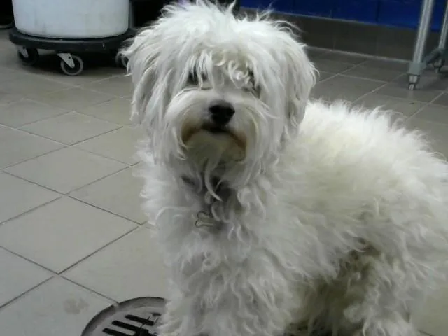 A young small-sized male Maltese dog named Milo for adoption in Albuquerque, NM