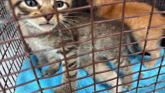 A baby small-sized male Domestic Short Hair cat named Hilly for adoption in Houston, TX