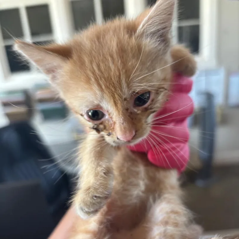 A baby small-sized male Orange / Red Domestic Short Hair cat named Simba for adoption in Fredericksburg, TX