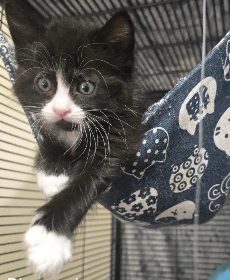 A baby small-sized male Black & White / Tuxedo Tuxedo cat named Rhysand for adoption in Mesa, AZ