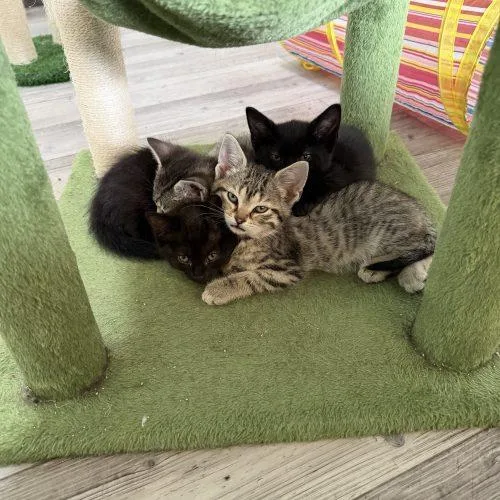 A baby small-sized male Tabby (Brown / Chocolate) Domestic Short Hair cat named Artemis for adoption in Kenosha, WI