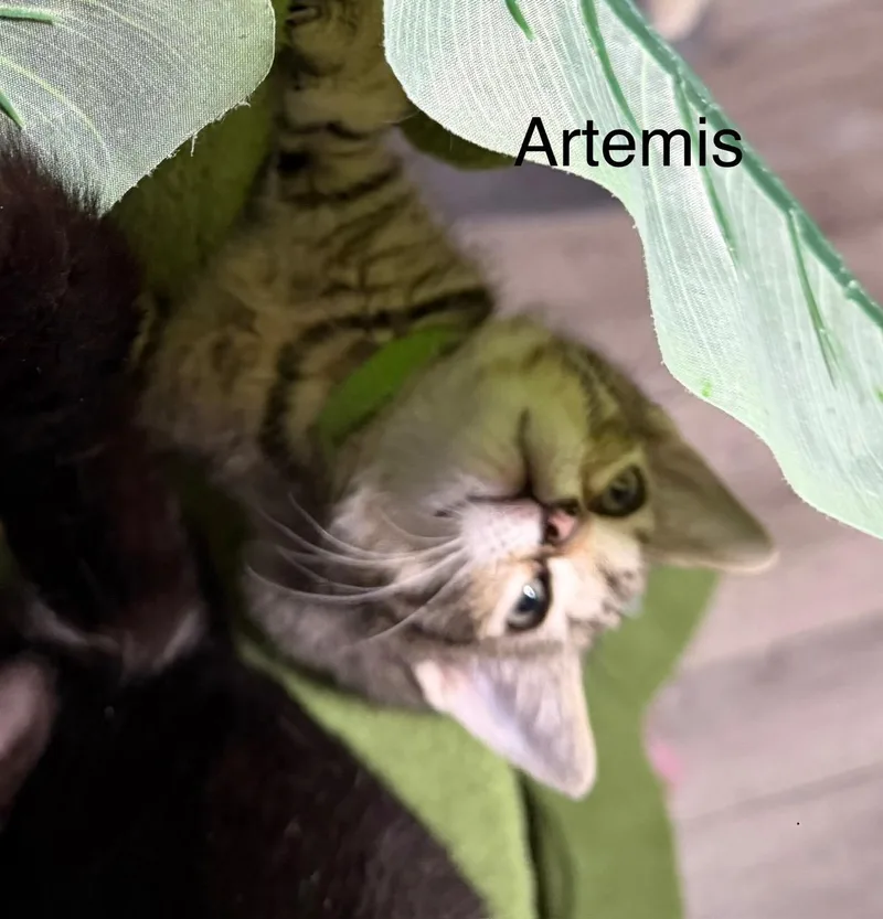 Artemis thumbnail 3