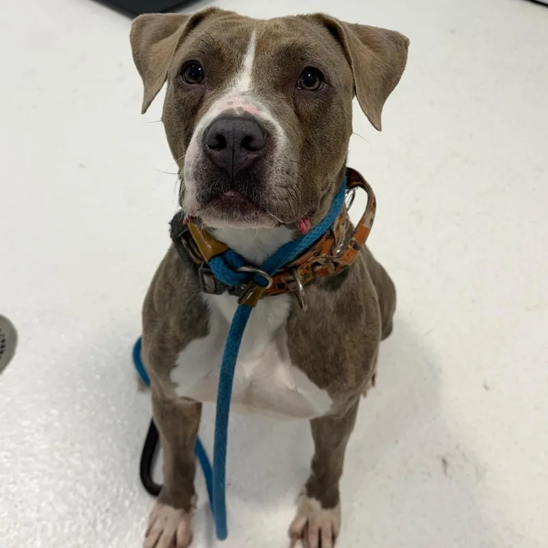 An adult large-sized female Pit Bull Terrier dog named Xena for adoption in Middletown, NY