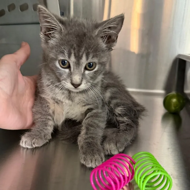 A baby small-sized female Gray / Blue / Silver Domestic Short Hair cat named Quinn for adoption in Winston Salem, NC