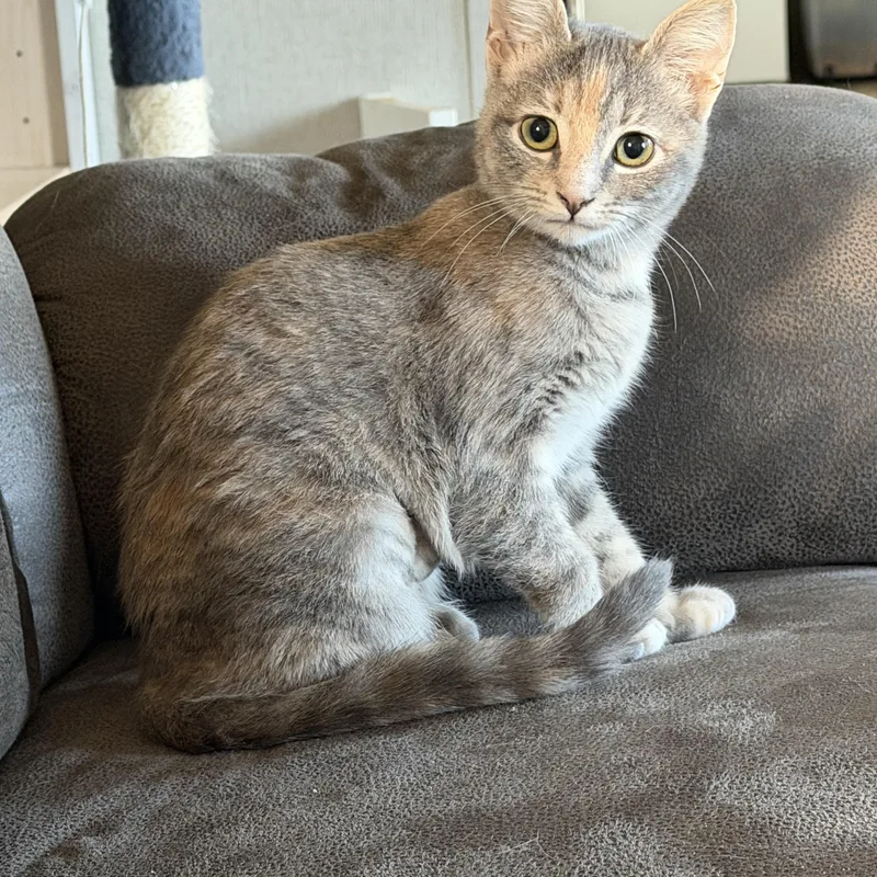 A baby medium-sized female Torbie Domestic Short Hair cat named Ashley for adoption in Houston, TX