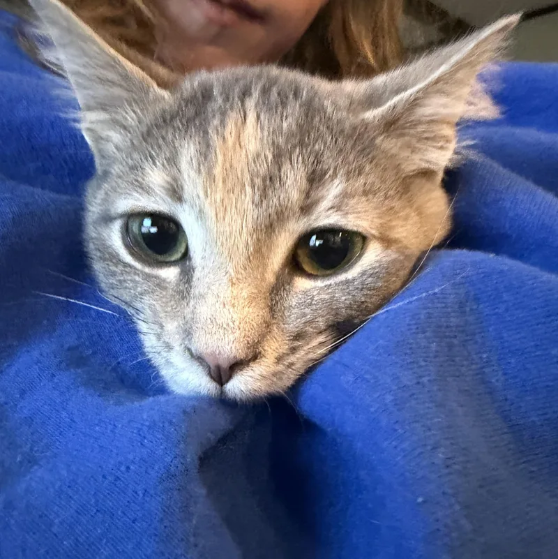 Ashley thumbnail 6