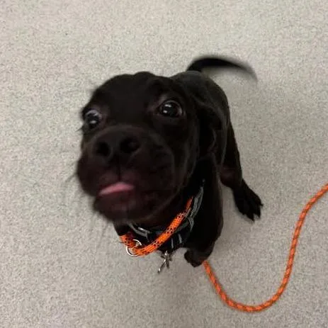 A baby small-sized male Black Mixed Breed dog named Max for adoption in Springfield, MA