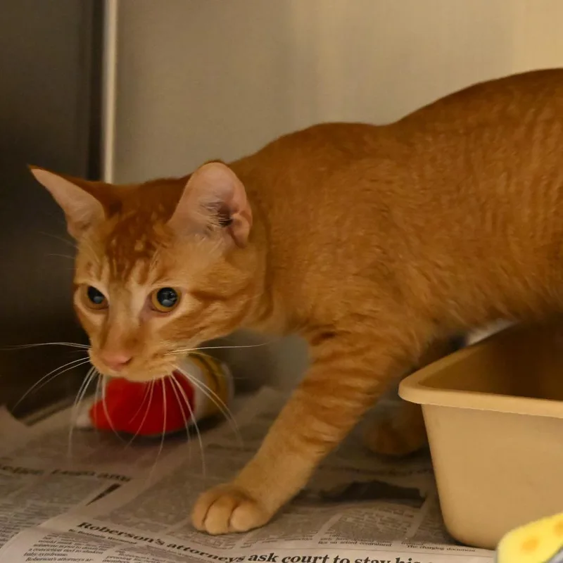 An adult medium-sized male Orange / Red Domestic Short Hair cat named Orange for adoption in Galveston, TX