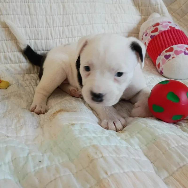 A baby small-sized female White / Cream Mixed Breed dog named Daenerys for adoption in Wadena, MN