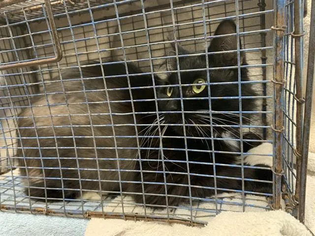 A young large-sized female Domestic Medium Hair cat named Sumi for adoption in San Jose, CA