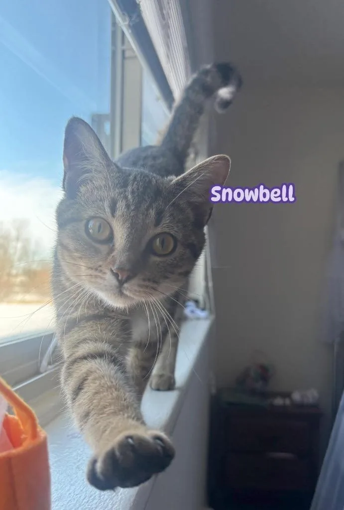 A young small-sized female American Shorthair cat named Snowbell for adoption in Charlotte, MI
