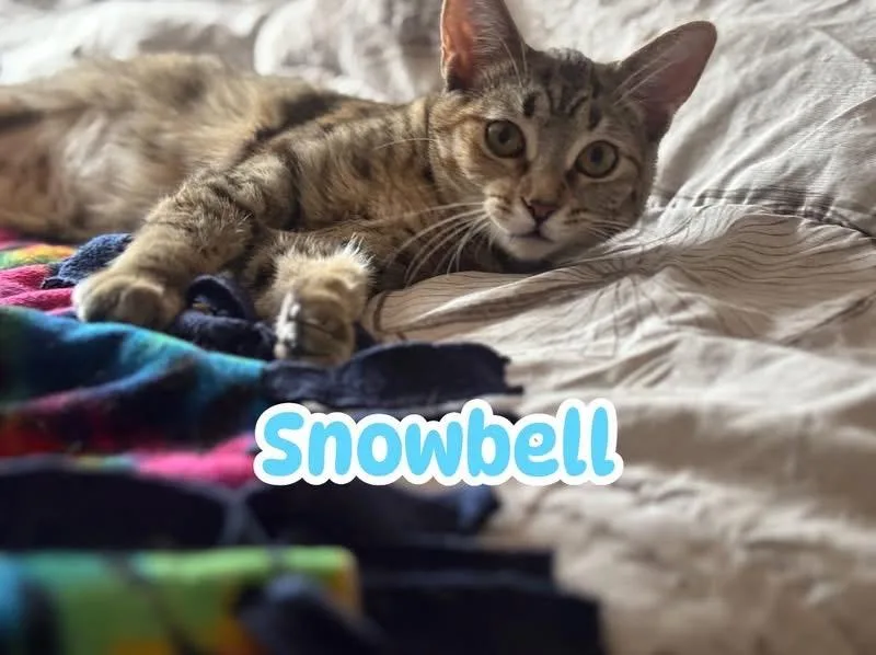 Snowbell thumbnail 2