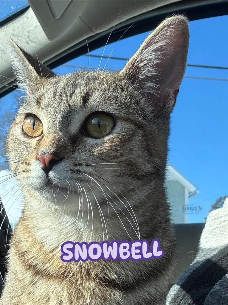Snowbell thumbnail 5