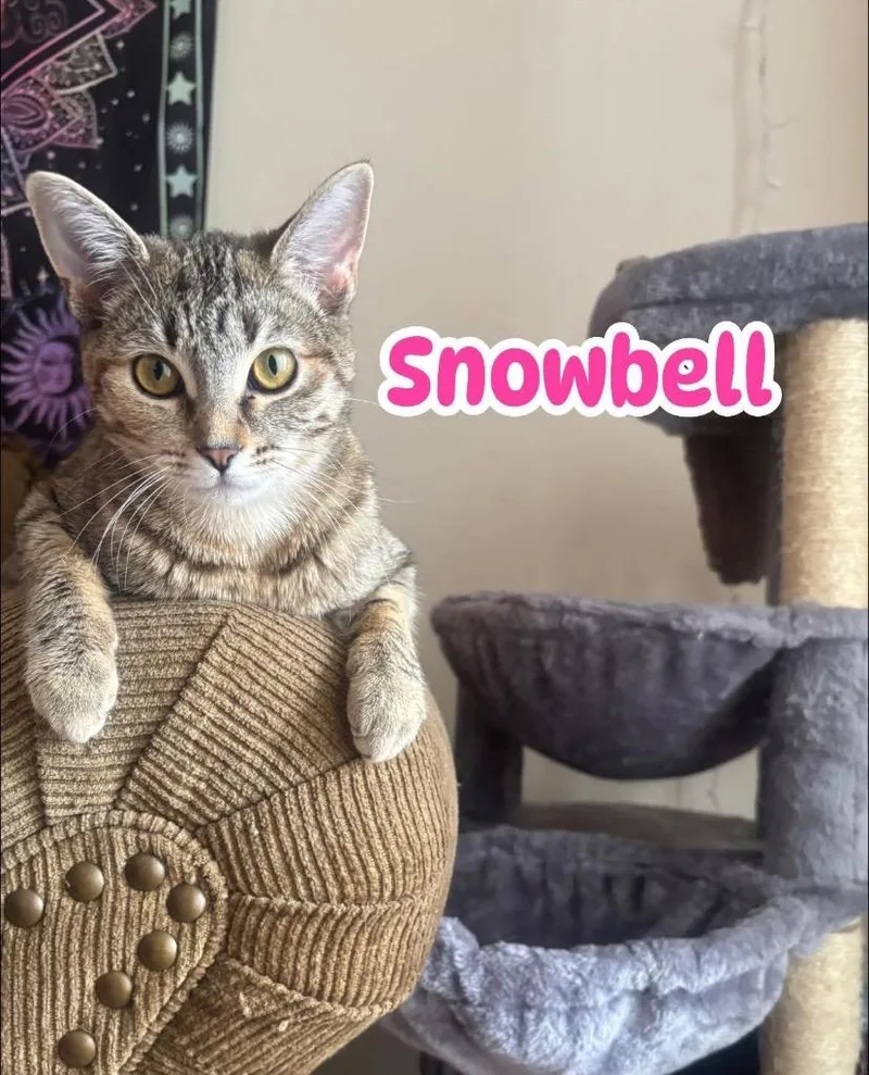 Snowbell thumbnail 6