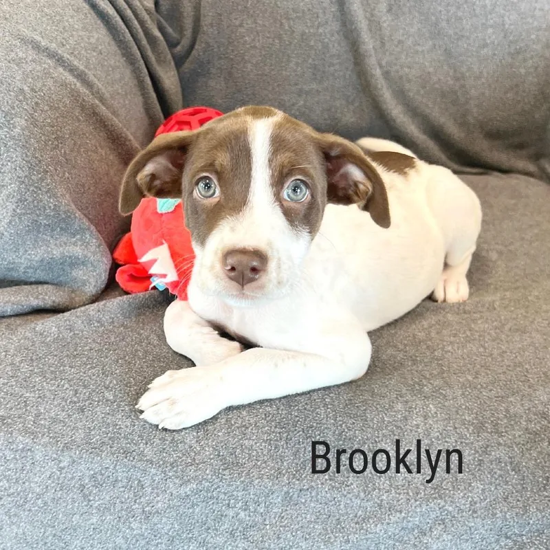 Brooklyn thumbnail 3