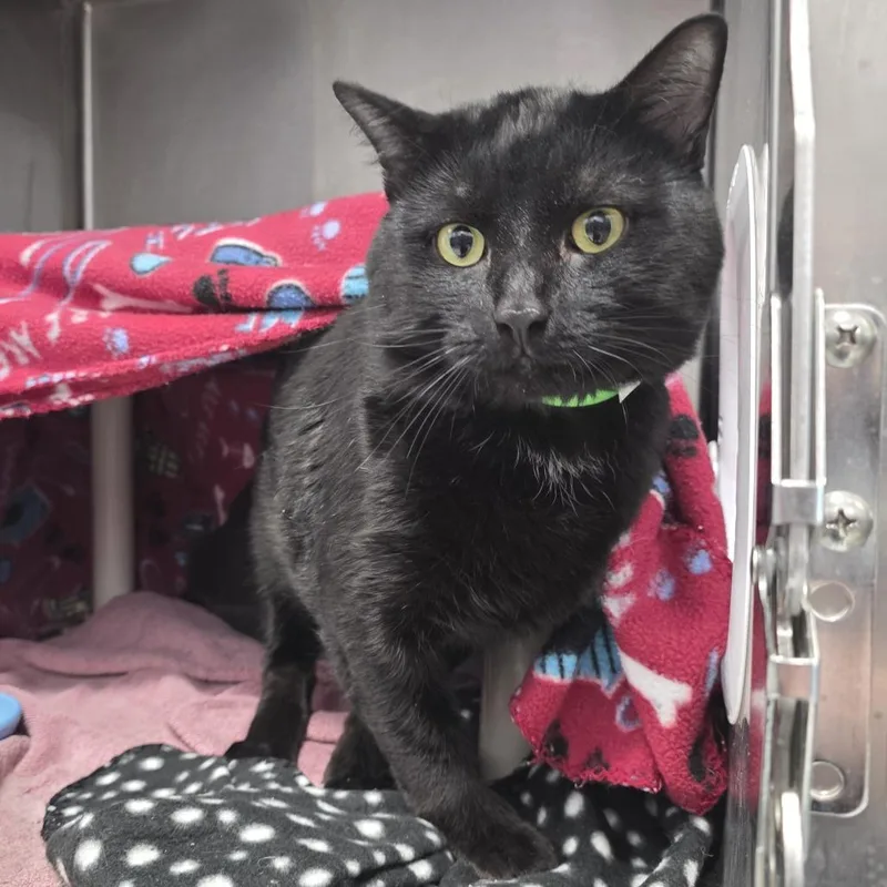 An adult large-sized male Black Domestic Short Hair cat named Baloo for adoption in Fort Wayne, IN