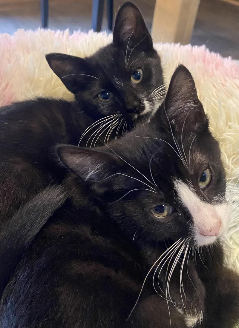 A baby medium-sized female Black & White / Tuxedo Domestic Short Hair cat named Pearl for adoption in Maple Valley, WA